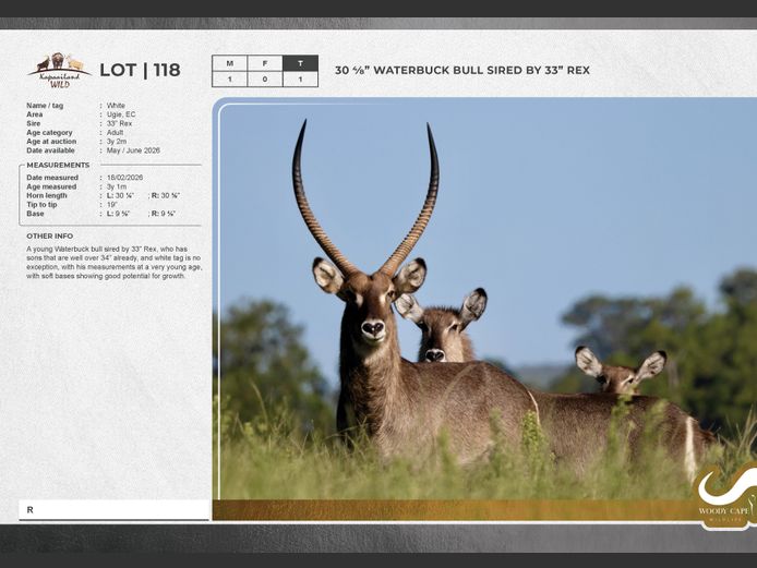 Waterbuck | Masizakhe Farming
