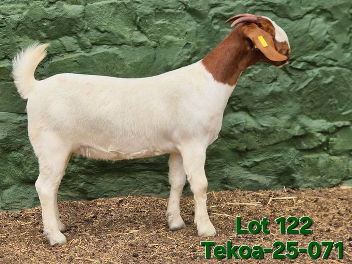 1673 250071 | Tekoa Boerbokstoet