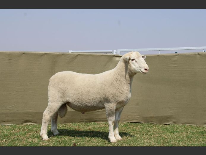 CVM 240060 | KALKVLEY DORMERS