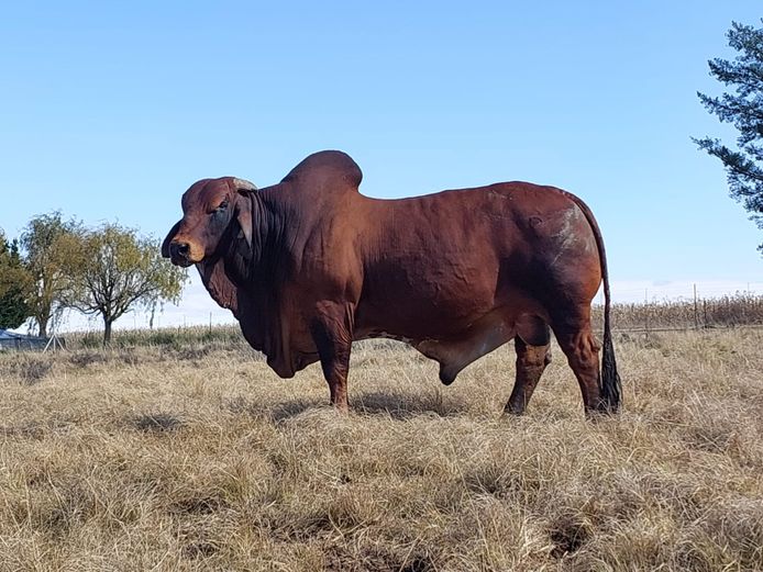 ZM16902 | LOVEDALE BOERDERY 