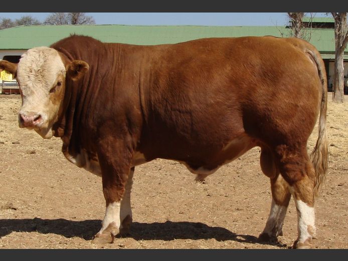 NH2312 | NEU-HEUSIS SIMBRA