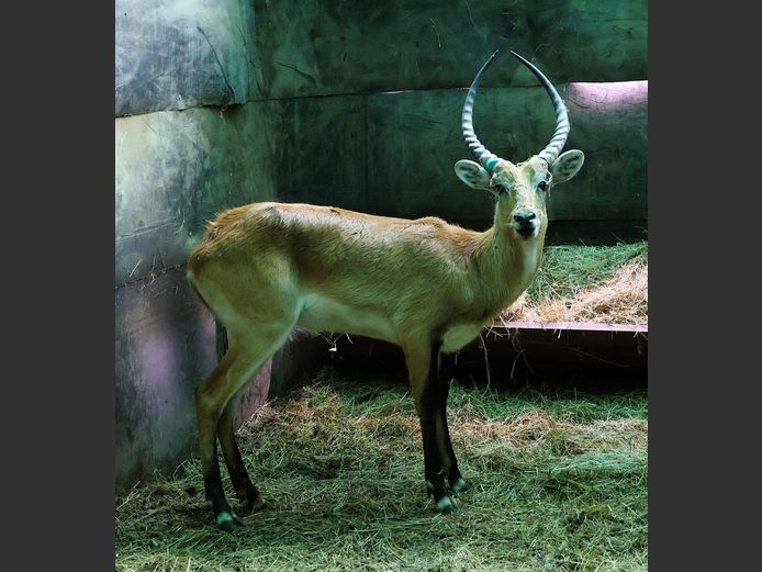 LECHWE | AL BADENHORST