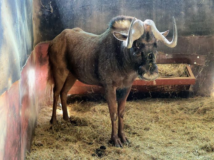 SWART WILDEBEES | T VAN DER WALT