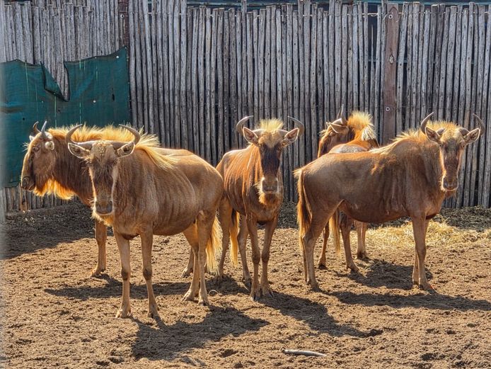 GOUE WILDEBEES | REA LORA