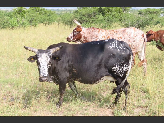 Commercial Animals | MATLA (O.T. Jannasch)