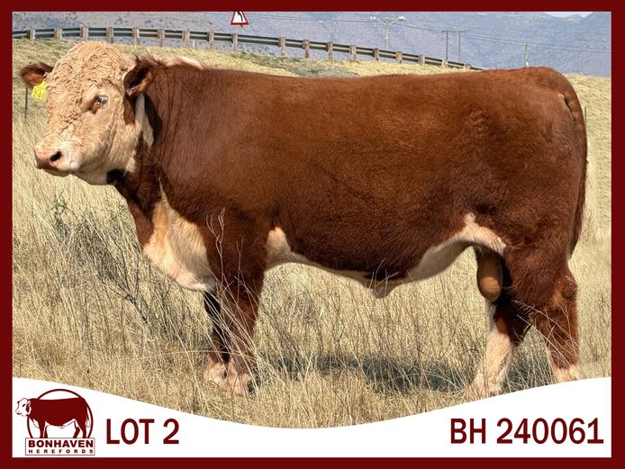 BH240061 SC | BONHAVEN HEREFORDS