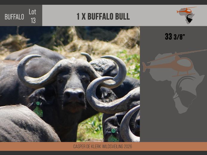 Buffalo – 33 3/8"