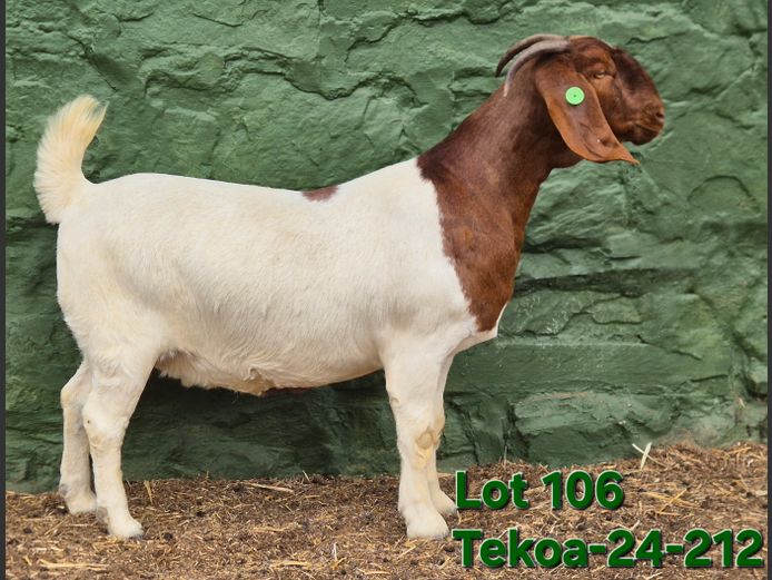 1673 240212 | Tekoa Boerbokstoet 