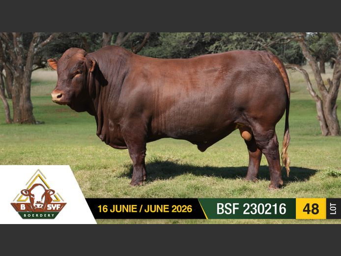 BSF230216 | BSYF BOERDERY