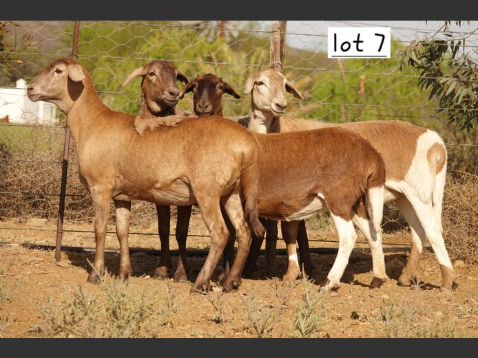 WS  244003 | WILGERBOOM BOERDERY