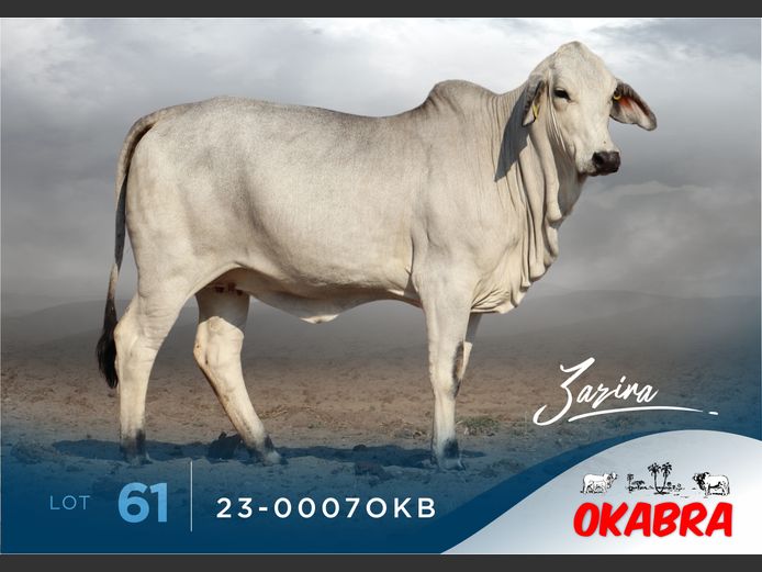 23-0007OKB | OKABRA BRAHMANS