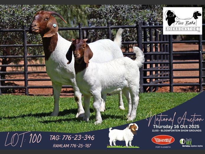 776-23-346 | Casper Byleveld (Nico Botha Boerbokstoet)