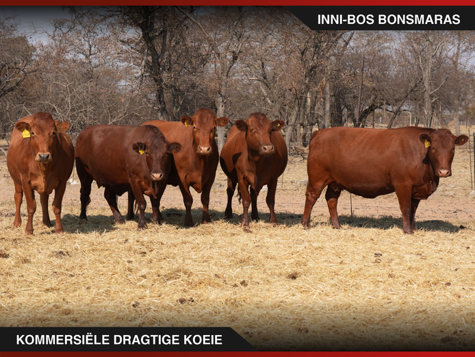 Commercial Animals | Inni-Bos
