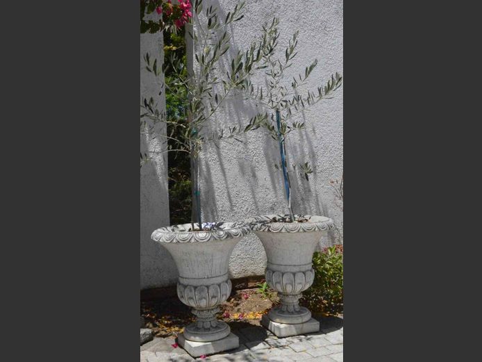 PAIR CONCRETE URN SHAPED PLANTERS WITH OLIVE TREES, 47cm Diameter x 59cm High