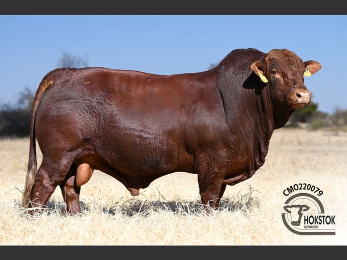 CMO 220079 | WILDEHONDEPAN TRUST