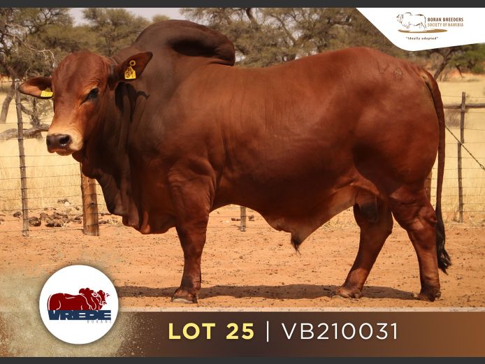 21-0031VB | VREDE BORANE