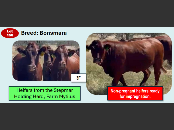 BONSMARA HEIFERS | ANNUAL MYTILUS AND ELOFF