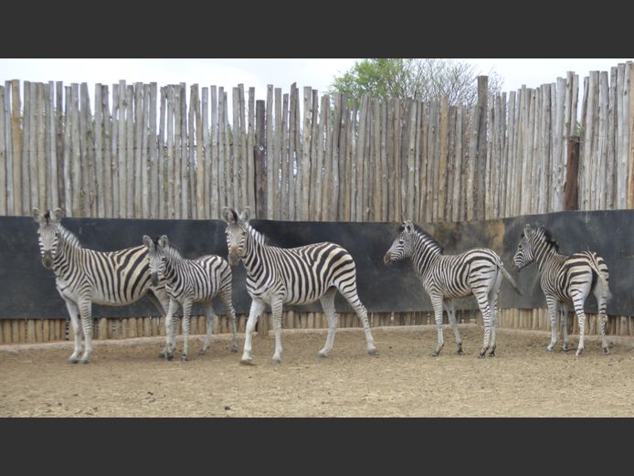 Zebra | Mhara Game Lodge