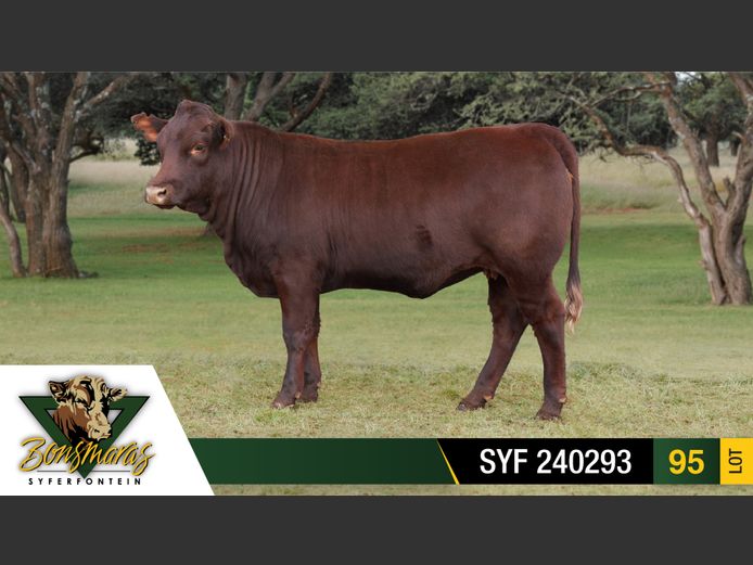 SYF 240293 | SYFERFONTEIN BOERDERY