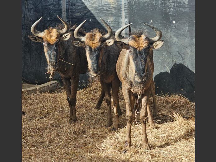 BLOUWILDEBEES | BUFFELSKLOOF 1