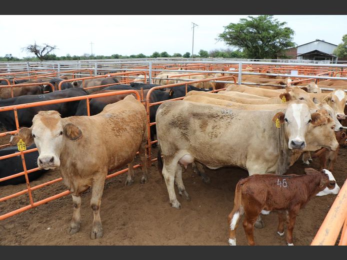 Commercial Animals | JP du Preez