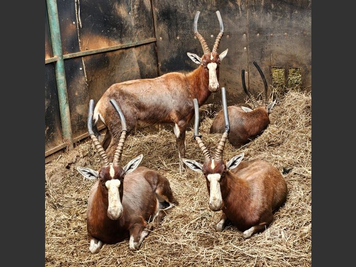 BLESBUCK | KLIPVALLEY