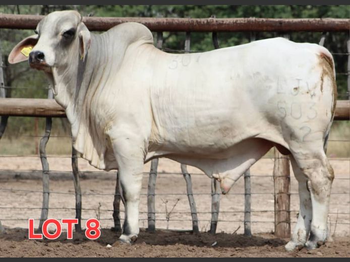 WHITE BRAHMAN - BULL