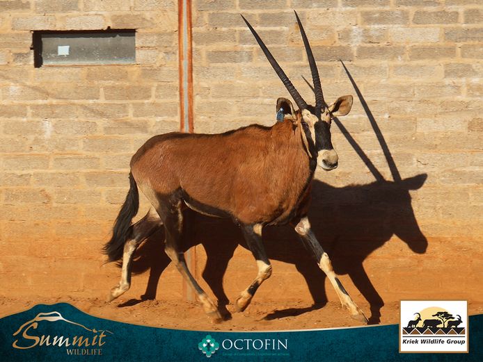 30 4/8" YOUNG RED ORYX BULL