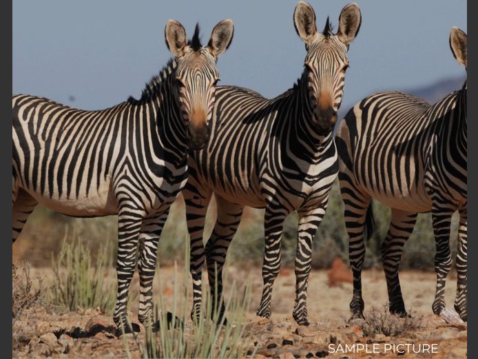 HARTMANN ZEBRA | DU PREEZ WILD