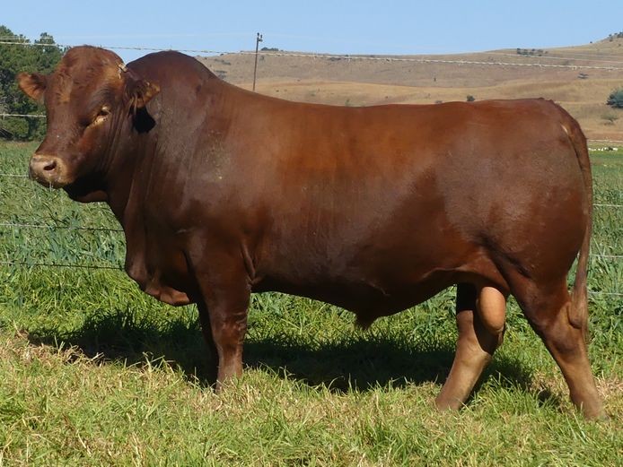 LAR 230261 | UP GEORGE FARMS CC