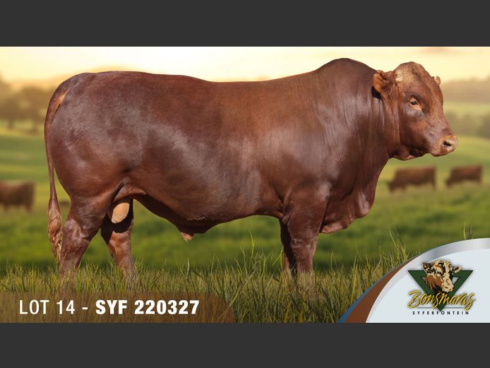 SYF220327 | SYFERFONTEIN BOERDERY