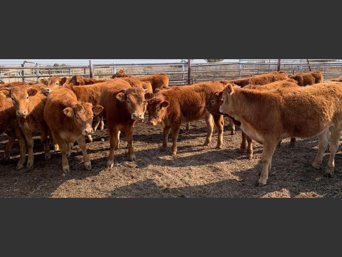 Weaner Calves