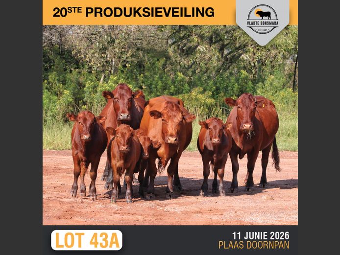 Commercial Animals | THABA KWENA BONSMARAS