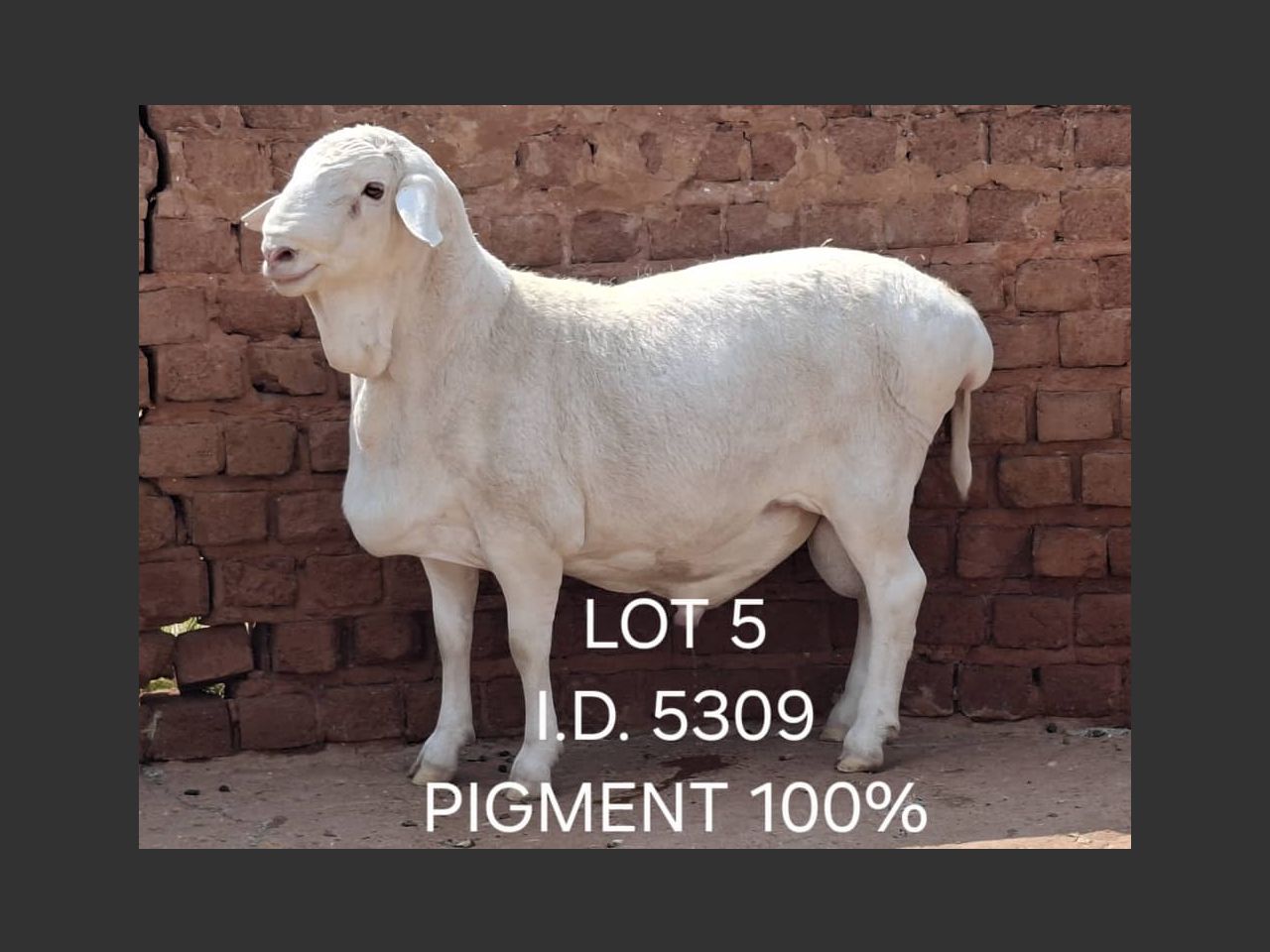 images