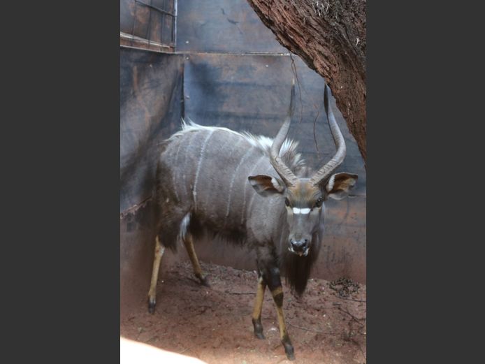 Njala Bul