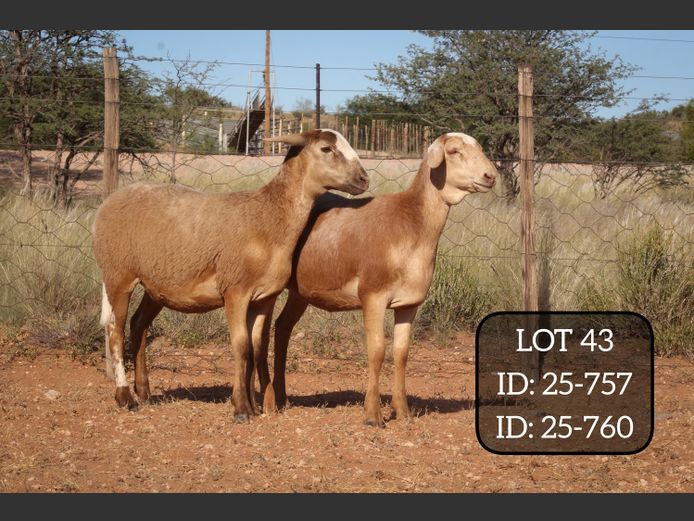 25-757 | 25-760 | MAKKA LOUWRENS MEATMASTERS