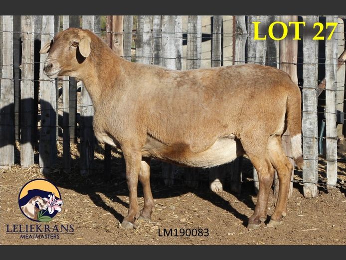 LM 19 0083 | AANGETEKEN | Piet de Lange - Leliekrans Meatmasters