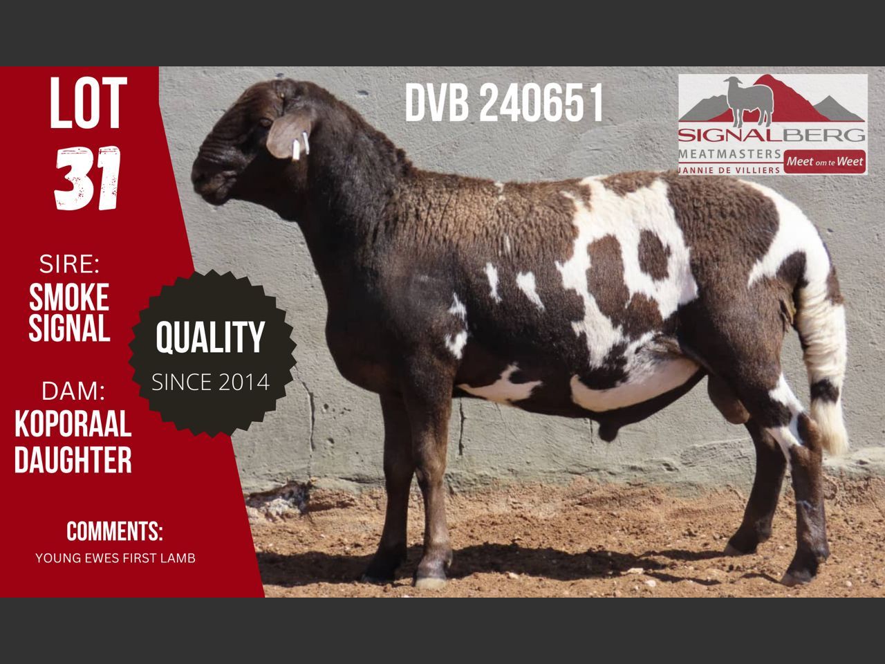 Lot 31 | SIGNALBERG MEATMASTERS 12TH MEATMASTER RAM AUCTION | SwiftVEE ...