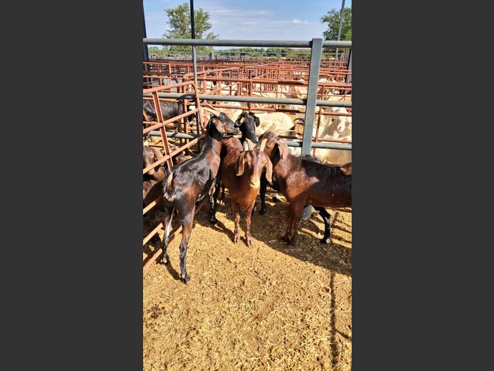 BOERBOK | NAZARDI BOERDERY