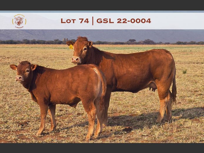 22-0004GSL | GOLDEN-SUN LIMOUSINES