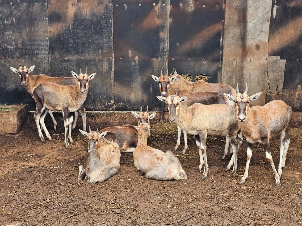 images