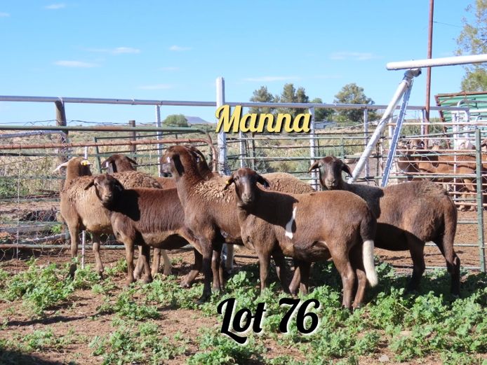 Ewes | Manna