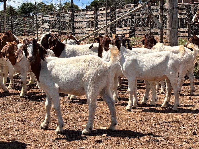 Boergoat Maiden Ewe Kids