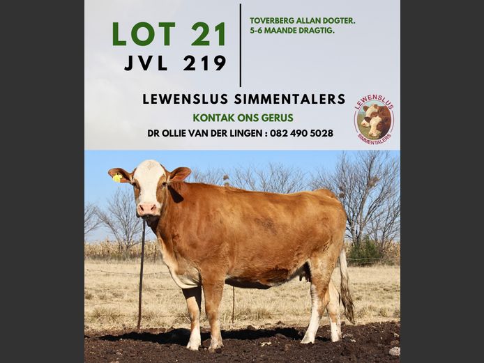 JVL219 | DR JSH VAN DER LINGEN