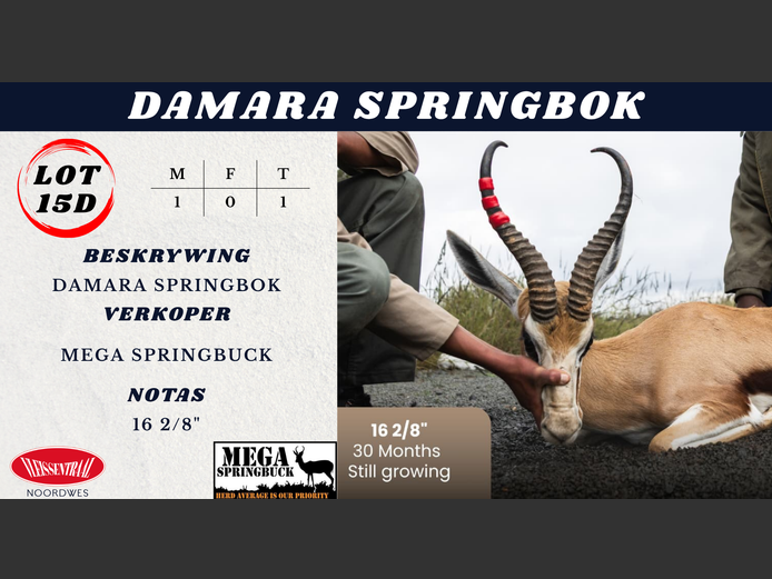 DAMARA SPRINGBOK