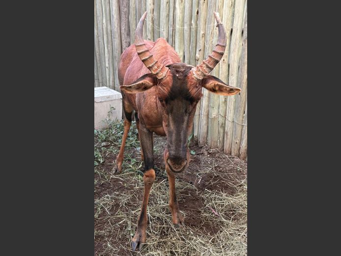 Tsessebe Bul