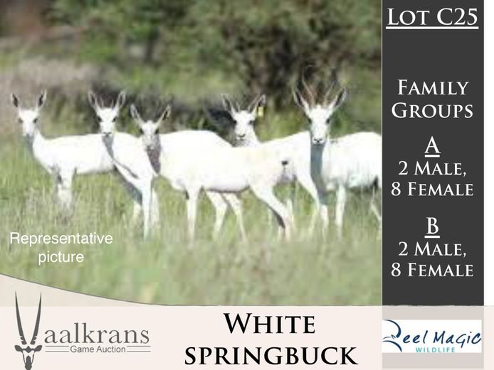 White Springbuck FG