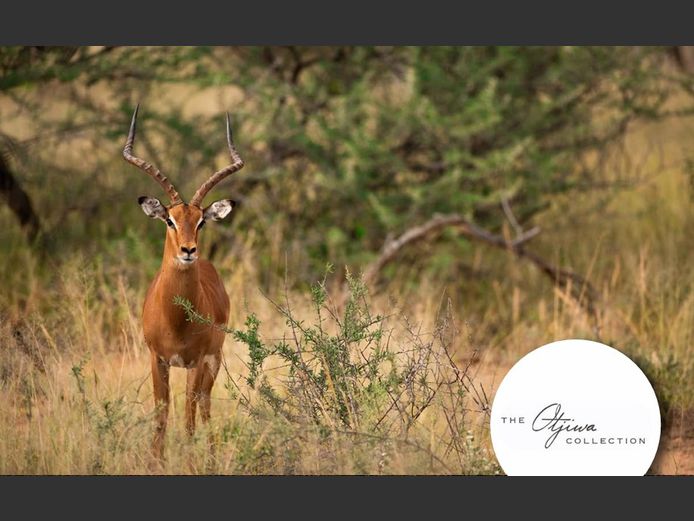 Impala 24”+ Breeding | WATERBERG PLATO GAME BREEDERS