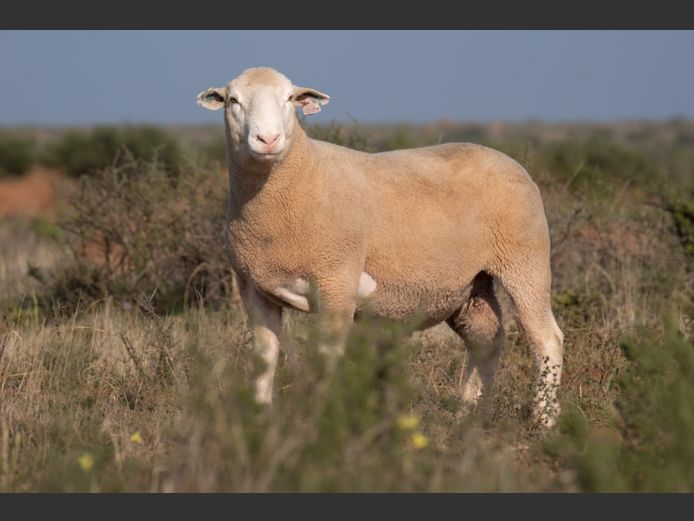 DZ250178 | 2 STEYNS BOERDERY