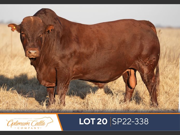 SP220338 | OPTIMUM BONSMARA